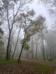 Naklejka premium A misty forest path surrounded by tall trees on a quiet autumn morning. Soft fog creates a calm seasonal mood.