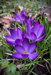 Fototapeta premium purple crocus flower