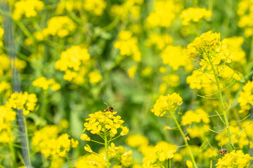 Obraz premium Field of yellow mustard blooms with bright yellow flower and green folaige makes a perfect summer, spring image. A small bee sits on a bloom in this rural countryside photo. 