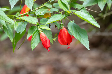 Fototapeta premium Two red Turk's Cap flowers (Malvaviscus arboreus) in horizontal close-up. Selective focus and ample copy space. Ideal for design, nature, flora, and pollinators.