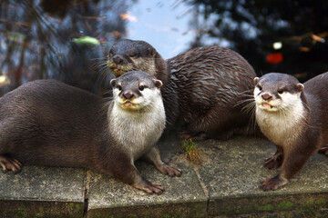 Three alert otters gathered at the water&rsquo;s edge