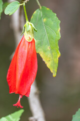 Fototapeta premium Red Turk's Cap flower (Malvaviscus arboreus) in vertical close-up, with green and yellowing leaf. Selective focus and detail of natural imperfection. Nature, flora.