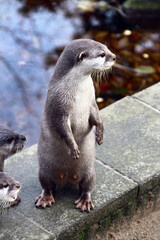 Curious otter exploring a damp stone ledge in its autumn habitat