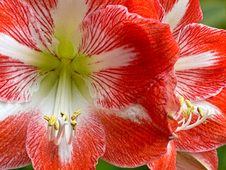 closeup of red and white amaryllis flowers in full bloom