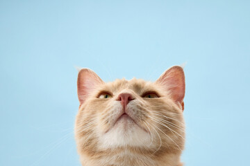 The cat chin is centered in the frame as it looks above. The soft background creates a minimalist effect.
