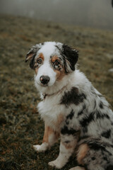 Un chiot de race berger australien dans la nature, portrait canin