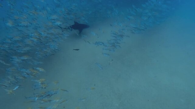 Wide shot of a bull shark &ndash; Carcharhinus leucas &ndash; gliding above the El Vencedor shipwreck at Cabo Pulmo in the Sea of Cortez, Baja California, Mexico. Check my portfolio for more shark footage.