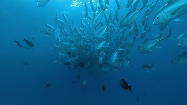 Tracking shot of a small school of jacks gliding in formation above the reef at Cabo Pulmo in the Sea of Cortez, Baja California, Mexico. Check my portfolio for more fish schooling footage.