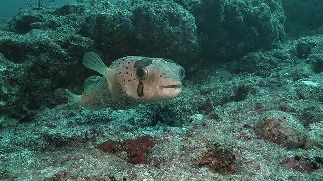 A porcupinefish &ndash; Diodon hystrix &ndash; faces the camera in a tight close-up, its defensive spines clearly visible as it hovers near the reef in the Sea of Cortez, Baja California, Mexico.
