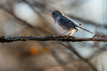 Dark-eyed junco perched on a branch.