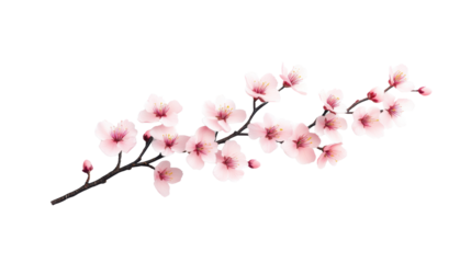 Cherry Blossom Branch on Transparent Background