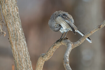 Northern mockingbird preening as it perches on a branch.