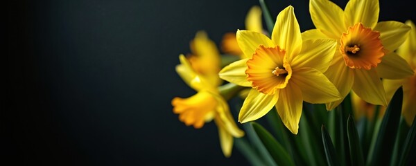 Obraz premium Close-up yellow daffodils with green leaves against dark background. Springtime floral arrangement for holidays and celebrations. Natural beauty bright bloom detail.