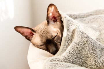 Cat sleeps comfortably in a soft blanket on a cozy surface in a quiet room in the afternoon