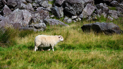 Sheep walking though rugged and rocky welsh landscape with long grasses