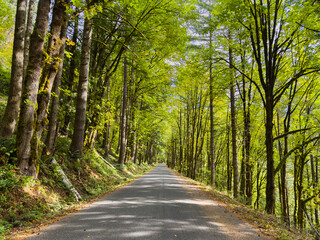 Narrow country road passing through canopy of green deciduous trees