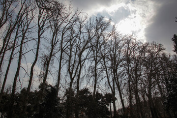 Tall, old trees, most of which are old plane trees, are in the area