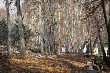 Obraz premium Tall, old trees, most of which are old plane trees, are in the area