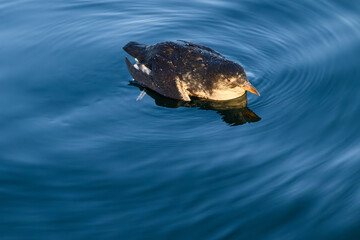 Immature Rhinoceros Auklet Cerorhinca monocerata in ocean water