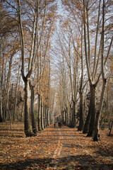 Tall, old trees, most of which are old plane trees, are in the area