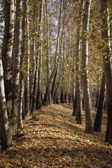 Tall, old trees, most of which are old plane trees, are in the area