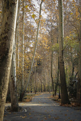 Tall, old trees, most of which are old plane trees, are in the area