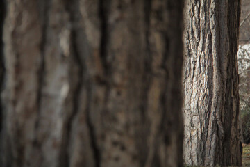 Tall, old trees, most of which are old plane trees, are in the area