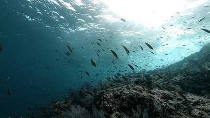 Wide shot moving forward over a shallow reef toward a group of female sea lions resting just under the surface in the Sea of Cortez, Baja California, Mexico. 
