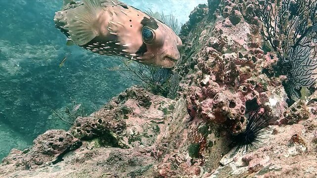 Close-up on the belly and venomous spines of a porcupinefish &ndash; Diodon-hystrix &ndash; swimming near rocky reef in the Sea of Cortez, Baja California, Mexico. Check my portfolio for more porcupinefish footag