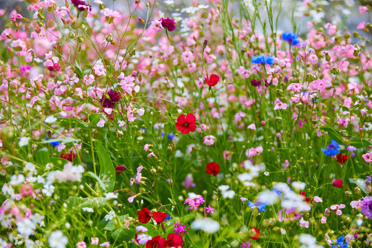 Sch&ouml;ne bunte bl&uuml;hende Wiese mit Wildblumen, (Nahaufnahme).
