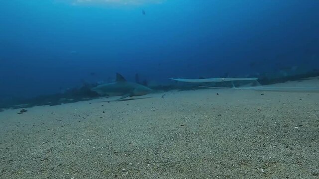 A bull shark &ndash; Carcharhinus leucas &ndash; swims past the camera while a flute fish crosses the foreground above the El Vencedor wreck at Cabo Pulmo in the Sea of Cortez, Baja California, Mexico.