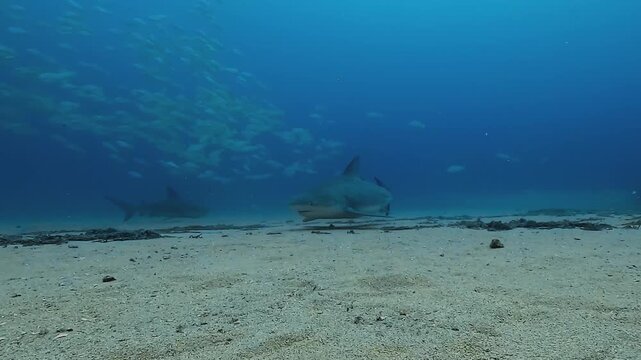 A bull shark &ndash; Carcharhinus leucas &ndash; glides past the camera followed by two others in the background, filmed above the El Vencedor wreck at Cabo Pulmo in the Sea of Cortez, Baja California