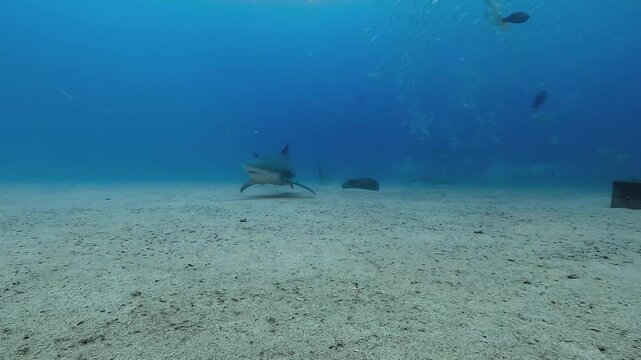 A bull shark &ndash; Carcharhinus leucas &ndash; turns directly in front of the camera above the El Vencedor wreck at Cabo Pulmo in the Sea of Cortez, Baja California, Mexico. 