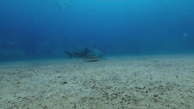 A bull shark &ndash; Carcharhinus leucas &ndash; comes head-on toward the camera, then turns left above the sandy bottom of the El Vencedor wreck at Cabo Pulmo in the Sea of Cortez, Baja California