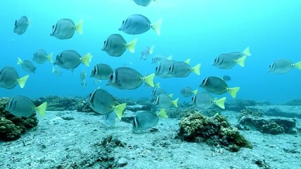 A school of yellowtail surgeonfish – Acanthurus xanthopterus – cruises calmly above a sandy seabed and low coral formations in the Sea of Cortez, La Paz, Baja California, Mexico, showing synchronized 