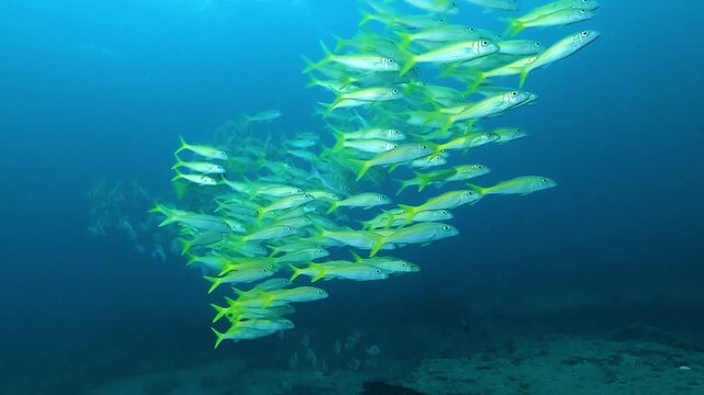 A dense school of yellowtail jacks &ndash; Seriola lalandi &ndash; swims in formation through deep blue water in the Sea of Cortez, Baja California, Mexico, showing fast coordinated pelagic behavior.