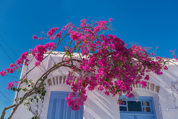 White facade of a house covered with blossoming bougainvillea