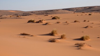 A trip to Sahara desert in Algeria. Beautiful 
african travel photo. Sandy landscapes, 
dunes, and nature. Summer vacation in arab country.
