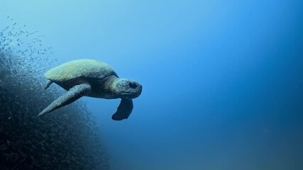 A green turtle – Chelonia-mydas – swims directly toward the camera in the deep blue open water of the Sea of Cortez, Baja California, Mexico, showing calm and steady marine movement.