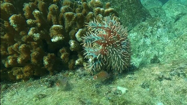 A blue and orange crown of thorns starfish &ndash; Acanthaster-planci &ndash; invasive and venomous species destroying coral reefs, filmed in the Sea of Cortez, Baja California, Mexico.