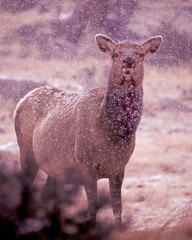 Elk in Snowstorm