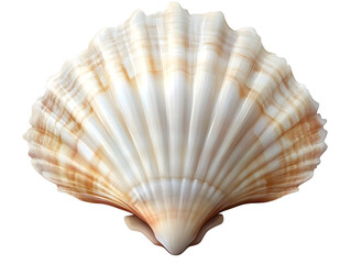 Obraz premium White elegant sea jacobean scallop shel isolated on transparent background