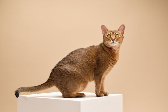 An Abyssinian cat walks confidently across a white platform in the studio. The feline's tail is raised and its eyes focused as it strides forward.