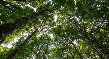 Fototapeta premium Forest Canopy View: Sunlight Filtering Through Lush Green Leaves and Tall Trees