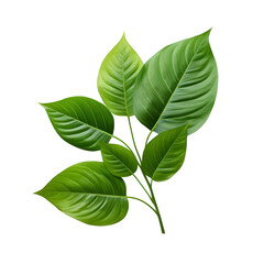 Fototapeta premium green leaves isolated on white background