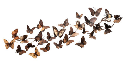 set of butterflies isolated on white
