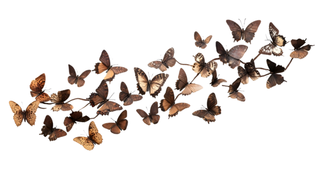 set of butterflies isolated on white