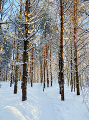 Winter forest with pine trees and snow