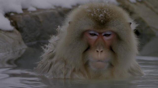A snow monkey soaking in hot spring, enjoying the winter weather Stock Video