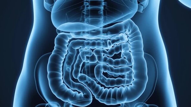 Anatomical illustration of human digestive system in a body Stock Video